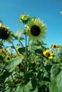 Słonecznik ozdobny (helianthus annuus) mix 1kg - 6