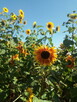 Słonecznik ozdobny (helianthus annuus) mix 1kg - 4