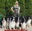 Border Collie-Unikalne szczenięta. Elitarna linia show. - 3