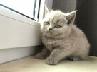 Kot brytyjski, brytyjczyk niebieskie I liliowe - 2