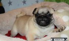 mops, mopsik ,mopsy prześliczne szczeniaczki ZKwP FCI - 3