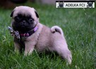 mops, mopsik ,mopsy prześliczne szczeniaczki ZKwP FCI - 6