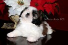 Shih Tzu z hodowli SolarisAvis - 8