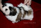 Shih Tzu z hodowli SolarisAvis - 6