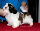 Shih Tzu z hodowli SolarisAvis - 7