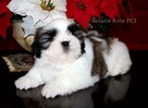 Shih Tzu z hodowli SolarisAvis - 5
