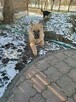Oddam pieski w dobre ręce
