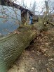 Wycinka przycinka podcinka drzew trudnych metodą alpinistycz - 9