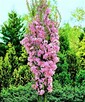 AMANOGAWA SZCZEPIONA KOLUMNOWA 160 CM - 1