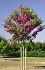 Akacja Robinia na pniu szczepiona miododaj orginał - 1