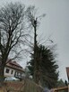 Wycinka przycinka podcinka drzew trudnych metodą alpinistycz - 3
