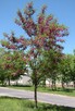 Akacja Robinia na pniu szczepiona miododaj orginał - 2