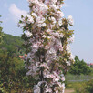 AMANOGAWA SZCZEPIONA KOLUMNOWA 160 CM - 2