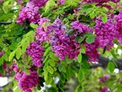 Akacja Robinia na pniu szczepiona miododaj orginał - 4