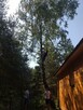 Wycinka przycinka podcinka drzew trudnych metodą alpinistycz - 4