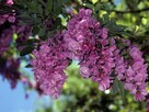 Akacja Robinia na pniu szczepiona miododaj orginał - 5