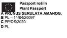 AMANOGAWA SZCZEPIONA KOLUMNOWA 160 CM - 4