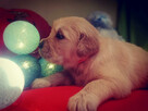 Szczenięta Golden Retriever - 3
