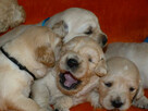 Szczenięta Golden Retriever - 7