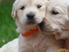 Szczenięta Golden Retriever - 4