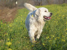 Szczenięta Golden Retriever - 8