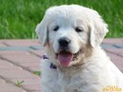 Szczenięta Golden Retriever - 2