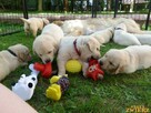 Szczenięta Golden Retriever - 5