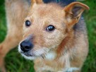 IGNAŚ kochany proludzki psiak BŁAGA o kochający domek - 8