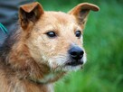 IGNAŚ kochany proludzki psiak BŁAGA o kochający domek - 7