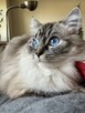 Kot Ragdoll - 3