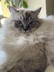 Kot Ragdoll - 4