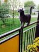 Siatka balkonowa, siatka dla kota, montaż siatki ochronnej - 3