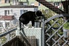 Siatka balkonowa, siatka dla kota, montaż siatki ochronnej - 6