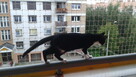 Siatka balkonowa, siatka dla kota, montaż siatki ochronnej - 1