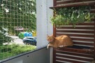 Siatka balkonowa, siatka dla kota, montaż siatki ochronnej - 4