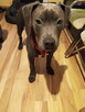 American Stafford terrier - 1