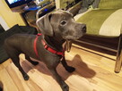 American Stafford terrier - 3