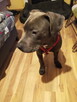 American Stafford terrier - 2