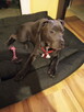American Stafford terrier - 4