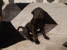 Shar Pei szczeniaki Warszawa - 3