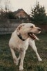 Diego, młodziutki psiak w typie labradora szuka domu - 4