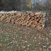 Drzewo sosna i brzoza - 2