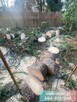 Usługi rębak do gałęzi, wycinka drzew alpinistyczne z podnoś - 2