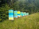 Matki pszczele, Odkłady, pszczoły, rodziny pszczele 2024 - 2