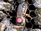 Matki pszczele, Odkłady, pszczoły, rodziny pszczele 2024 - 3