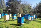 Matki pszczele, Odkłady, pszczoły, rodziny pszczele 2024 - 1