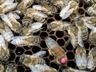 Matki pszczele, Odkłady, pszczoły, rodziny pszczele 2024 - 4
