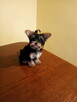 Yorkshire terrier - 2