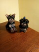 Yorkshire terrier - 1