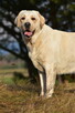Labrador suka IGA Passion Dog ZKwP/FCI - 8